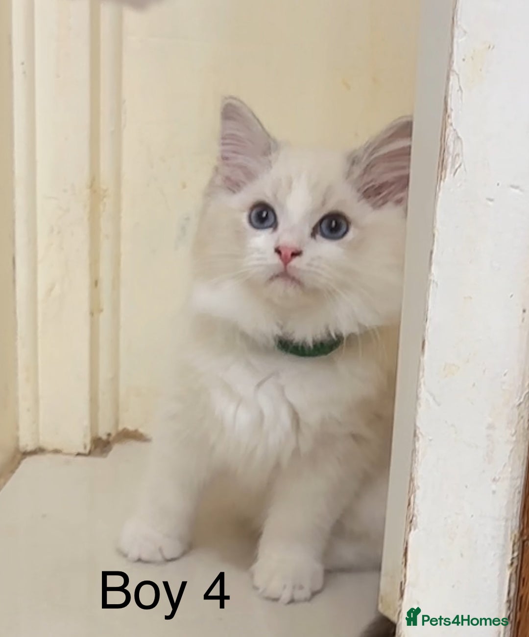 Ragdoll cats for sale: 4 Ragdoll boys - Image 9
