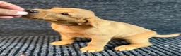Labrador Retriever dogs for sale: FOX RED PUPPY’S - Advert 5