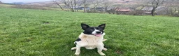 Border Collie dogs for sale: Lovely border collie  in Betws-y-Coed - Advert 6