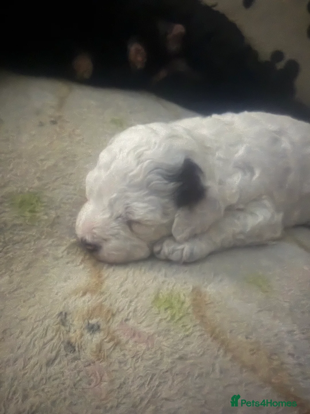 Mixed Breed dogs for sale: Cockapoo x Shihpoo male puppies in Gainsborough - Advert 2