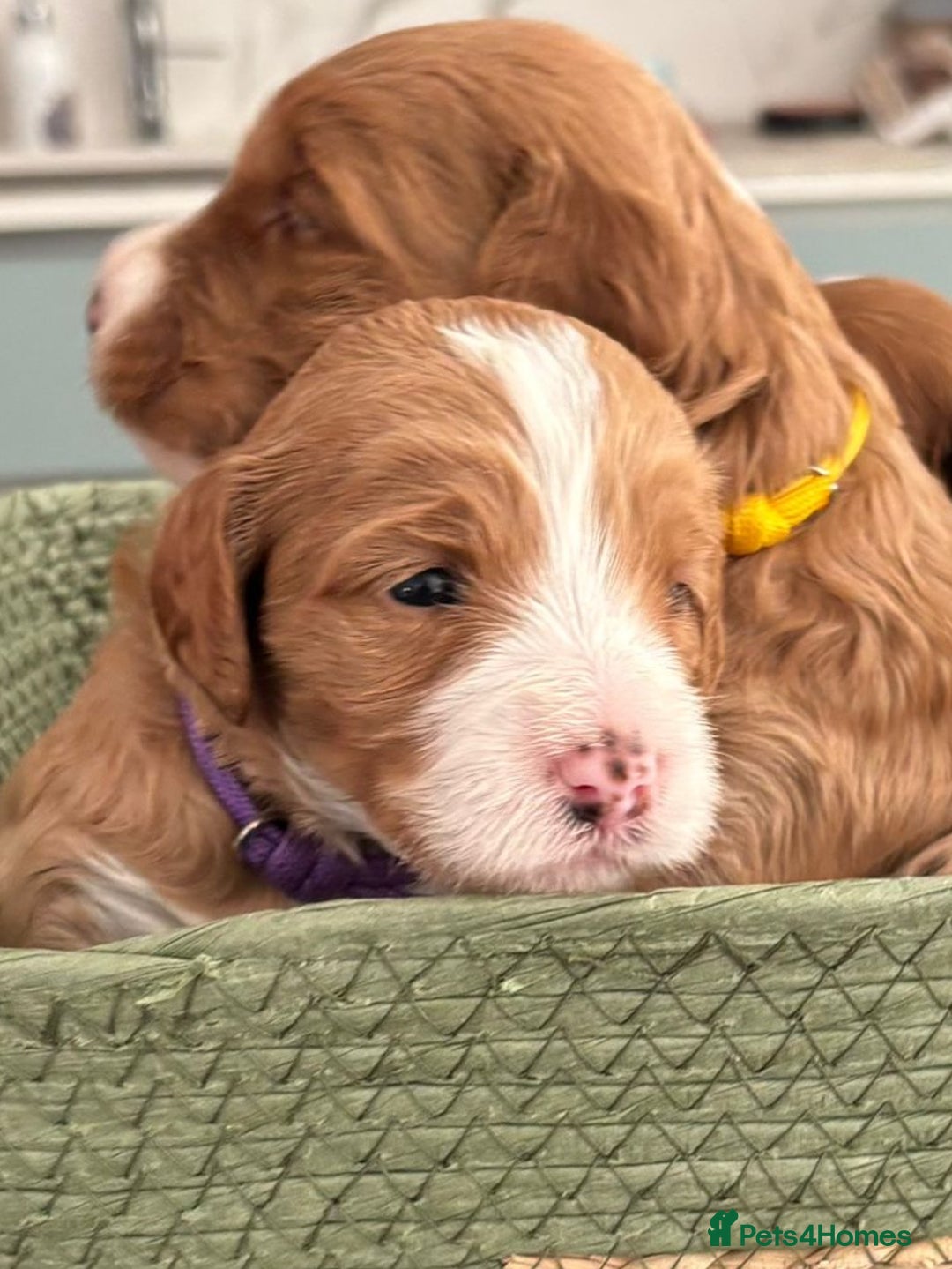 Australian Labradoodle dogs for sale: Pure Australian Labradoodle Puppies ready 30/09/25 - Image 18