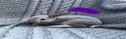 Rex rabbits for sale: Purebred Velvet Mini Rex Sable rabbits - Advert 19