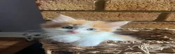 Mixed Breed cats for sale: Five adorable fluffballs looking for new homes - Advert 10