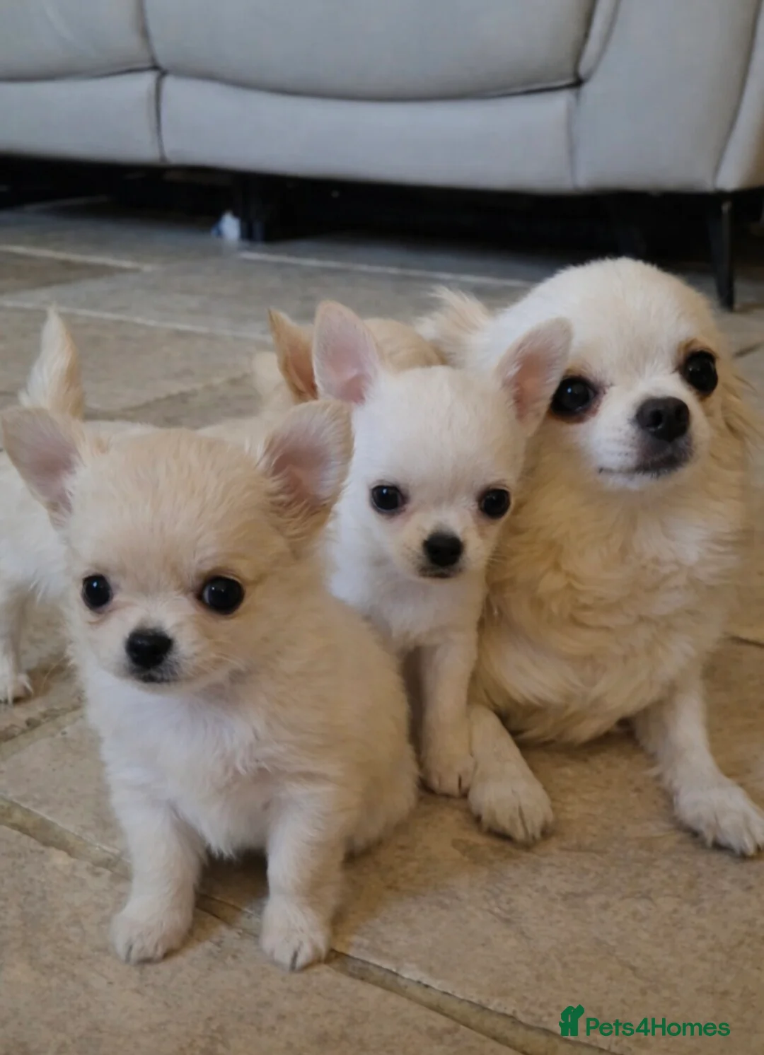 Chihuahua dogs for sale: Adorable KC registered Smoothcoat dog puppy - Advert 1