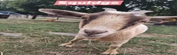 Goats livestock for sale: Two Female Pygmy Goats (to go together) - Advert 4