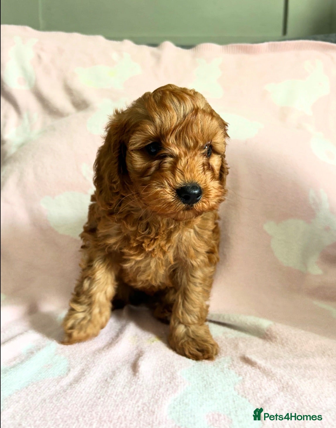 Cockapoo dogs Toy Cockapoo Puppies 1 pup left!  - Advert 6