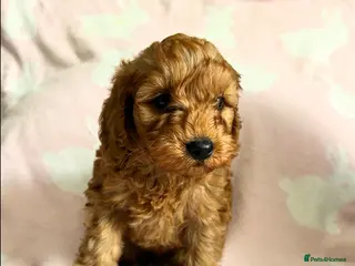 Cockapoo dogs Toy Cockapoo Puppies 1 pup left! - Advert 6