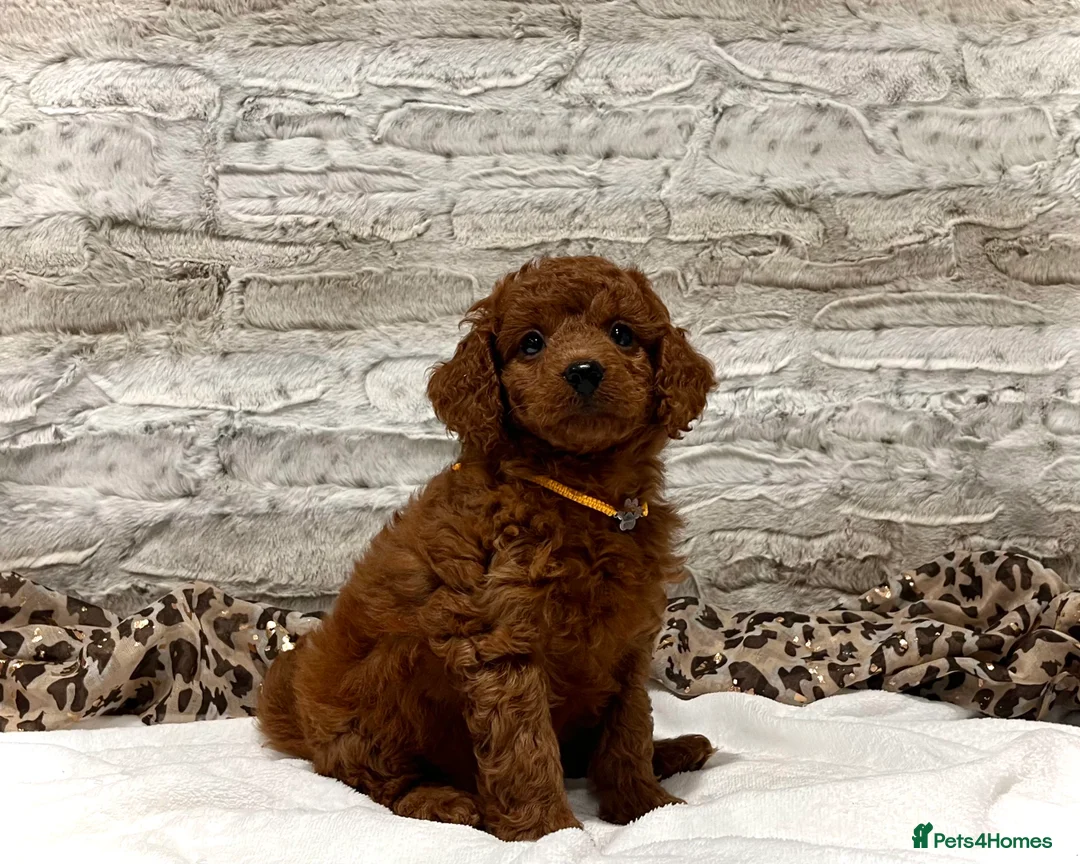 Cockapoo dogs for sale: 🌟Red F1BB Hypoallergenic DNA✅ Mini Show Cockapoos - Advert 4