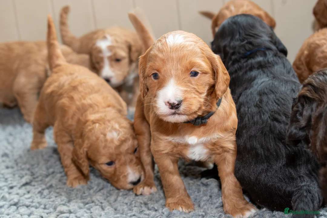 Goldendoodle dogs for sale: F1b Miniature Goldendoodle Waiting List - Advert 6