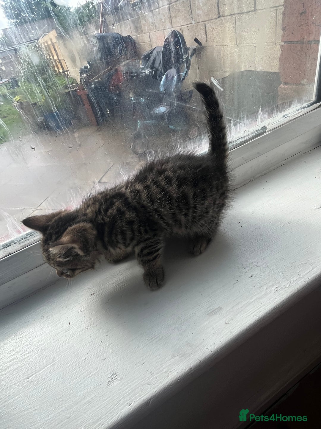 Bengal cats for sale: Bengal kittens - Image 4