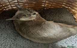 Burmese cats for sale: Gorgeous Blue Female - Image 3