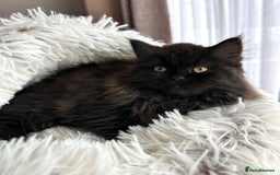 Persian cats for sale: ❤️2 affectionate Persian/Siberian mix babies❤️ - Image 5
