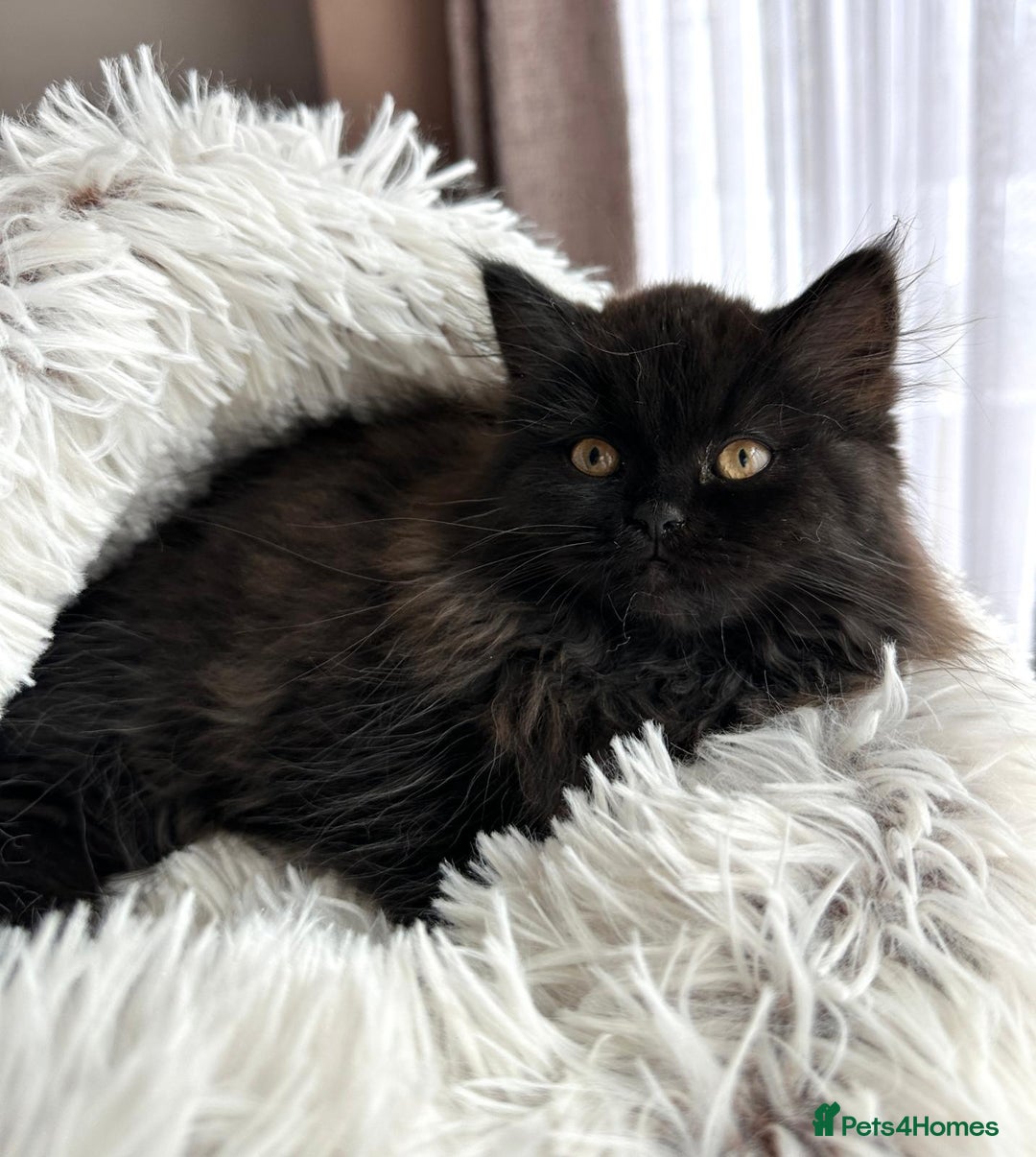 Persian cats for sale: ❤️2 affectionate Persian/Siberian mix babies❤️ - Image 5