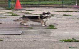 Pomsky dogs for sale: Lilac sired F2 masked Pomsky blue eyes  - Image 27