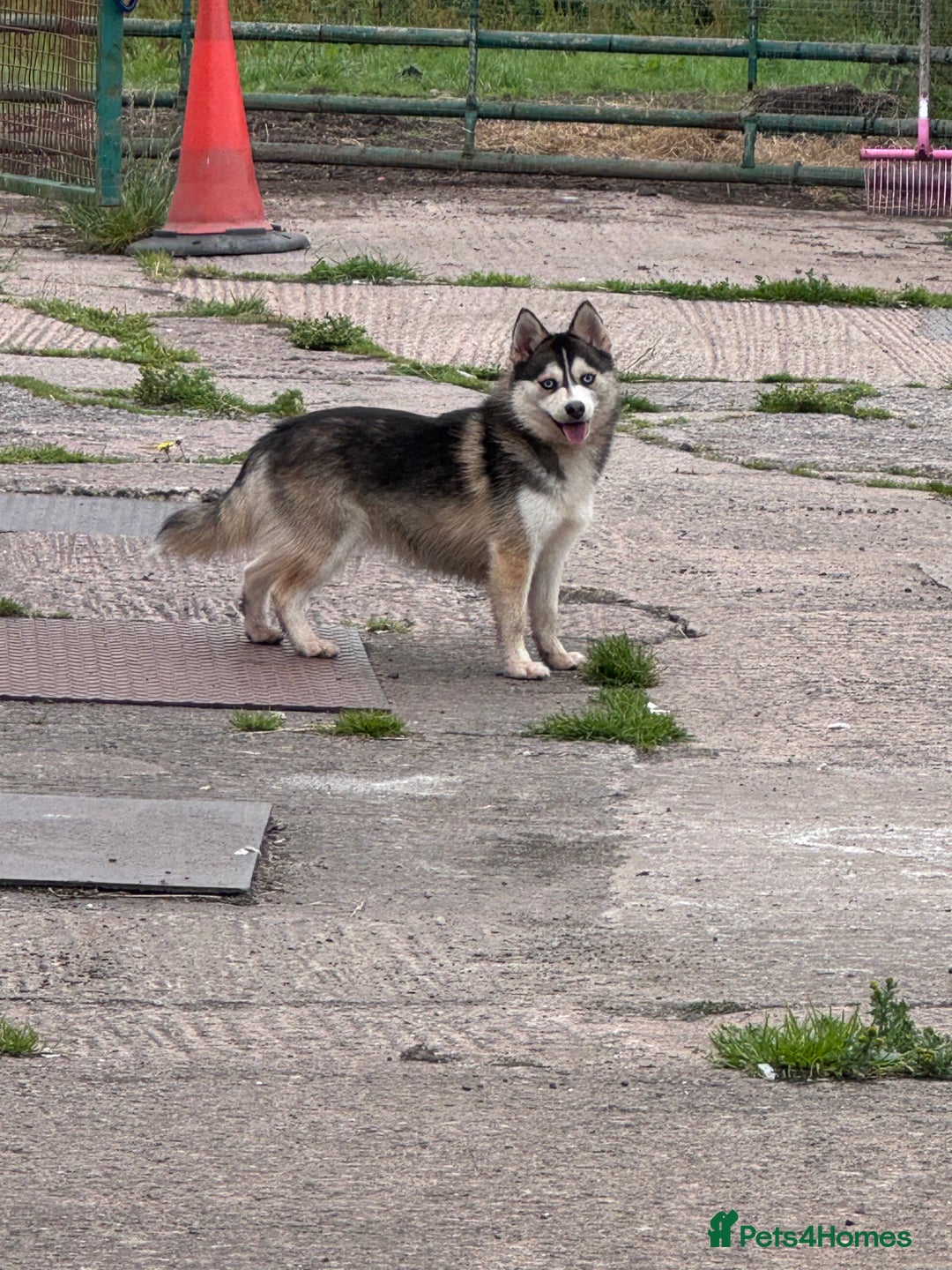 Pomsky dogs for sale: Lilac sired F2 masked Pomsky blue eyes  - Image 27