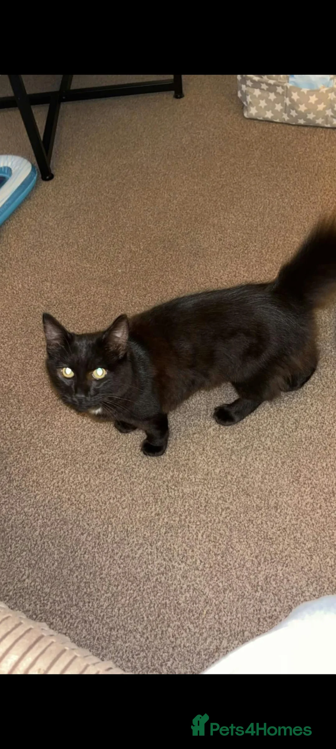 Mixed Breed cats for sale: Meet Noah  - Advert 2