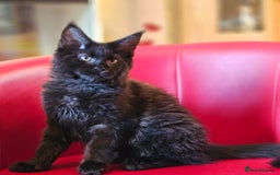 Maine Coon cats for sale: Pure breed Maine Coons Kittens  - Image 6