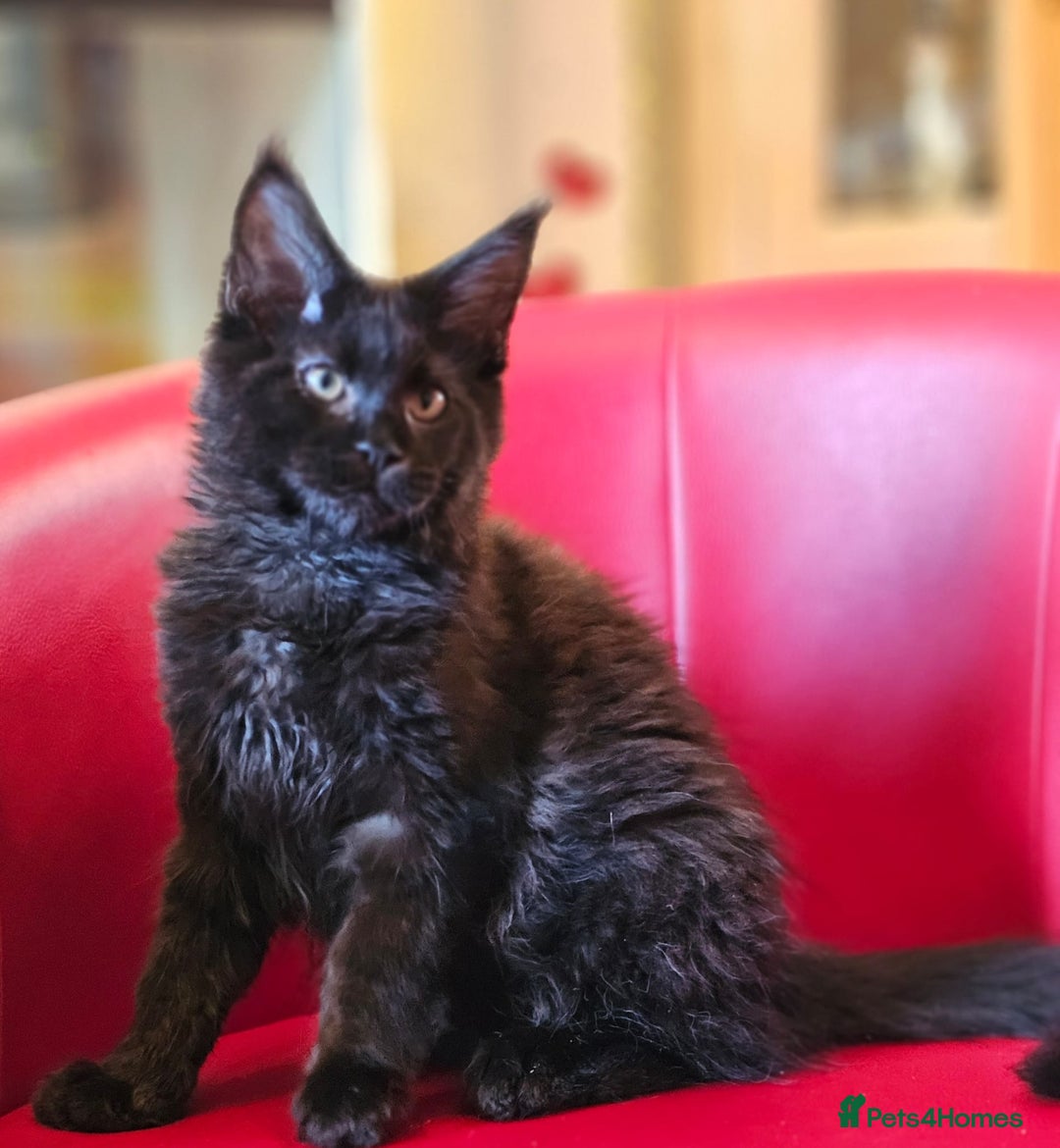 Maine Coon cats for sale: Pure breed Maine Coons Kittens  - Image 6