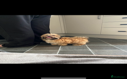 Shih Tzu dogs for sale: Shih tzu  - Image 7