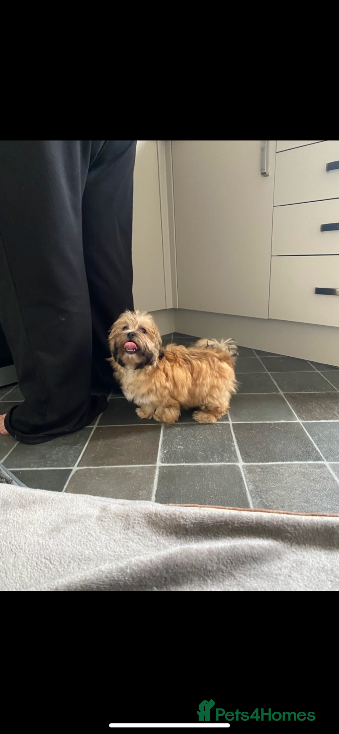 Shih Tzu dogs for sale: Shih tzu  - Image 7