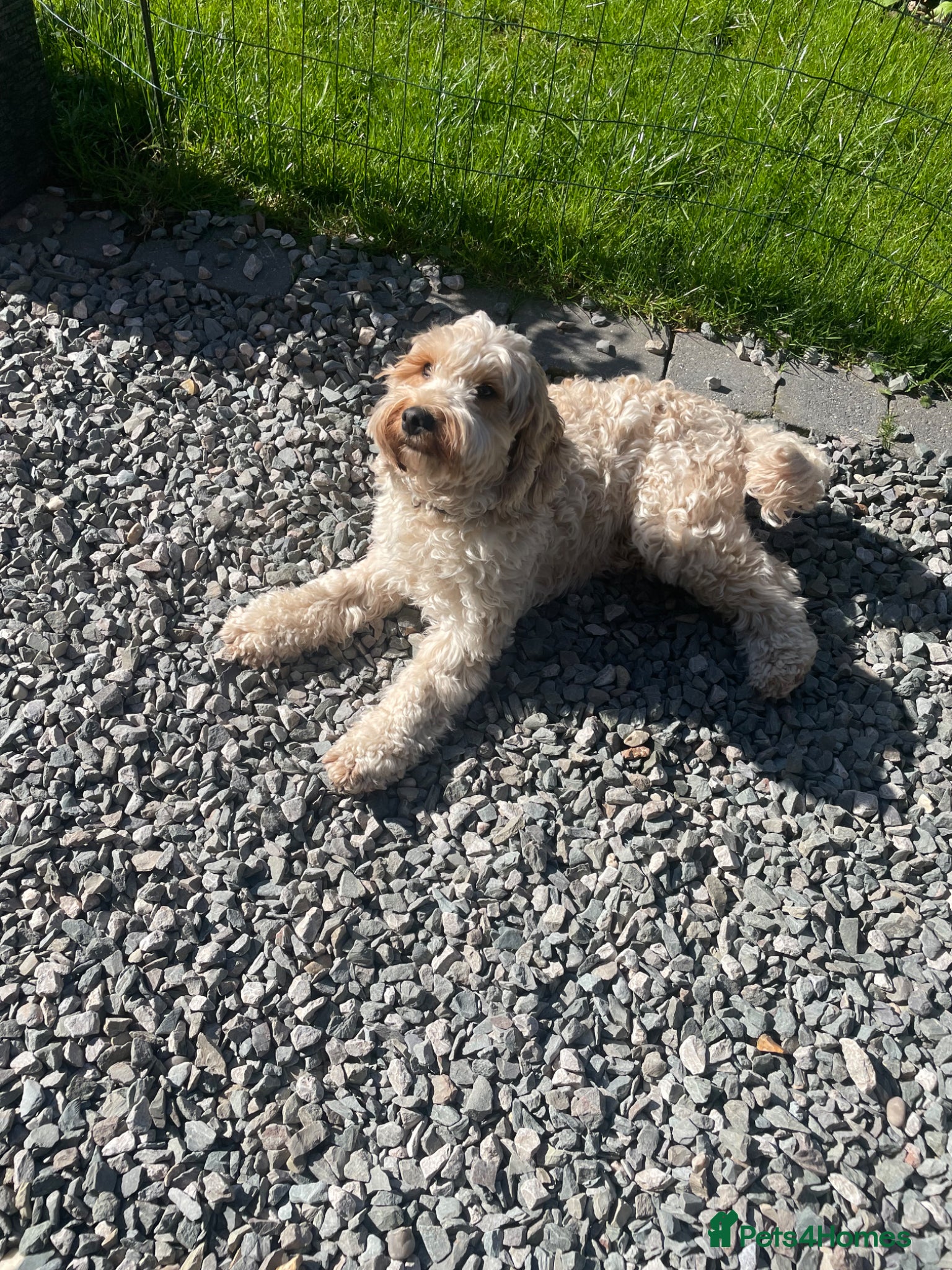 Cockapoo dogs Golden cockapoo - Advert 2