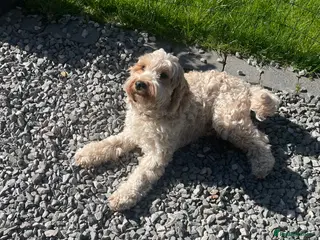 Cockapoo dogs Golden cockapoo - Advert 2