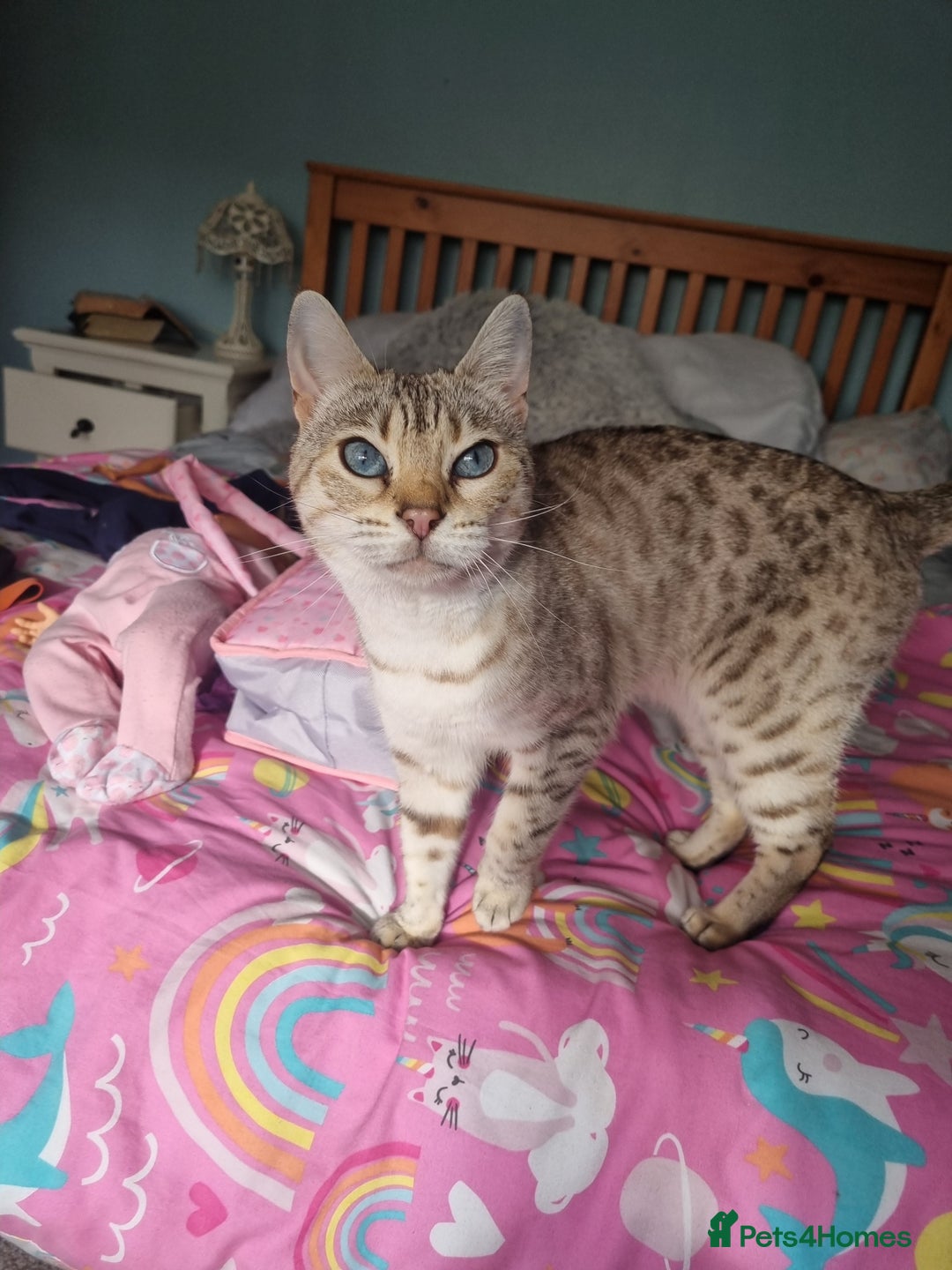 Bengal cats for sale: Snow bengal female 5 years old  - Advert 2
