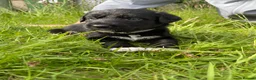 Mixed Breed dogs for sale: LAST ONE Beautiful mixed breed. DNA profile added - Advert 13