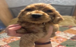 Cocker Spaniel dogs for sale: Cocker spaniel puppies  - Image 8