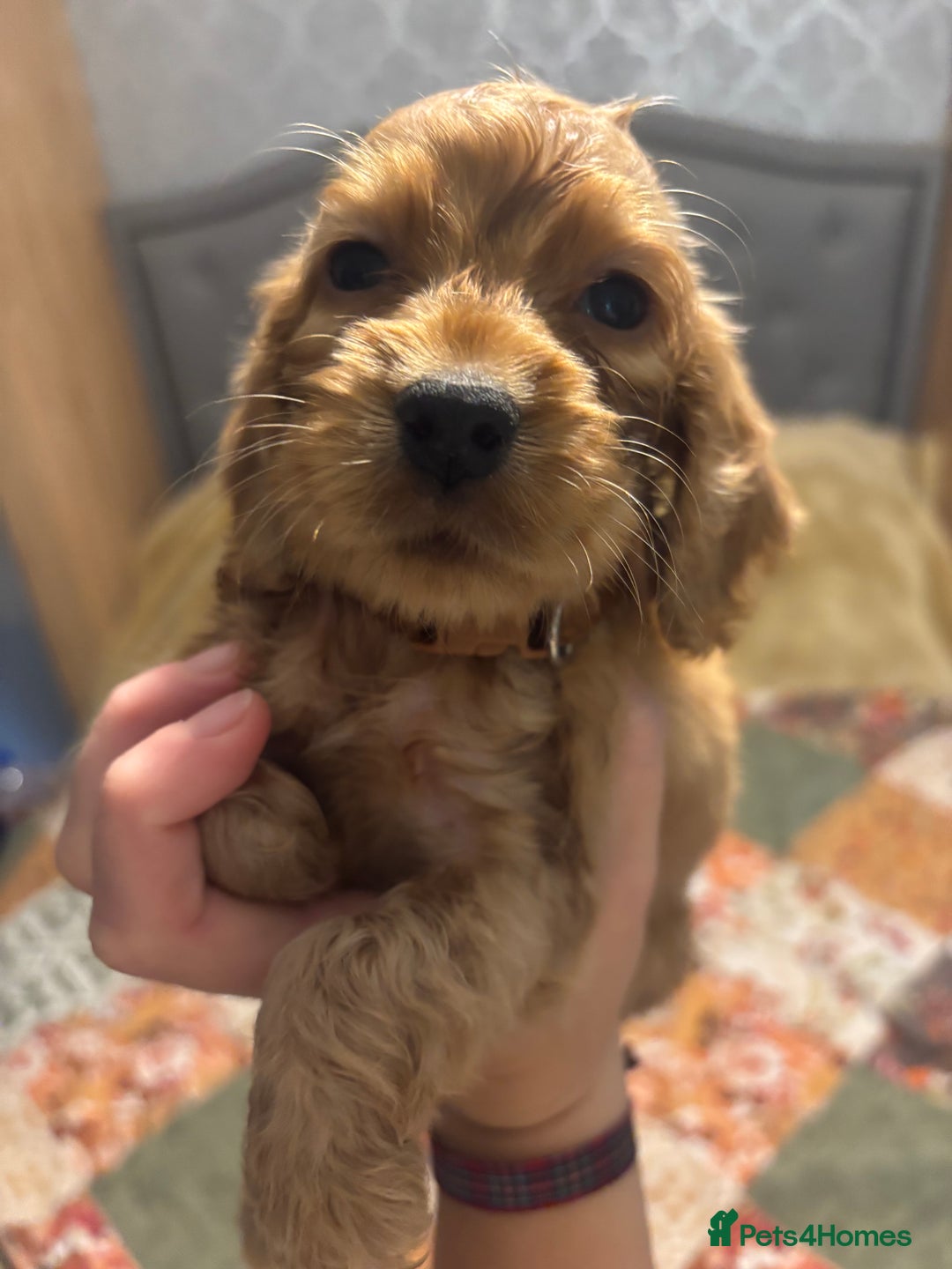 Cocker Spaniel dogs for sale: Cocker spaniel puppies  - Image 8