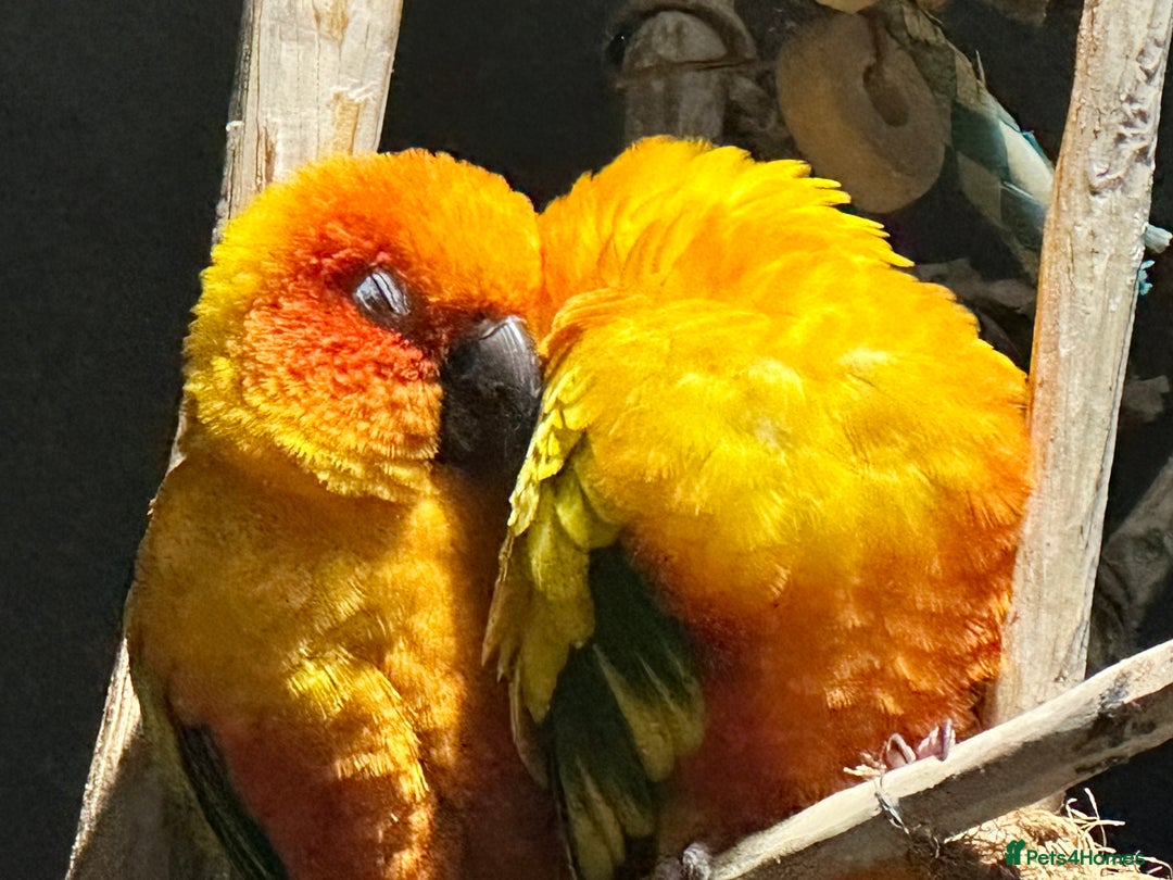 Conures birds for sale: Sun Conure pair  - Image 15