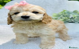 Cockapoo dogs for sale: Beautiful Mini Cockapoo Puppies - Image 7