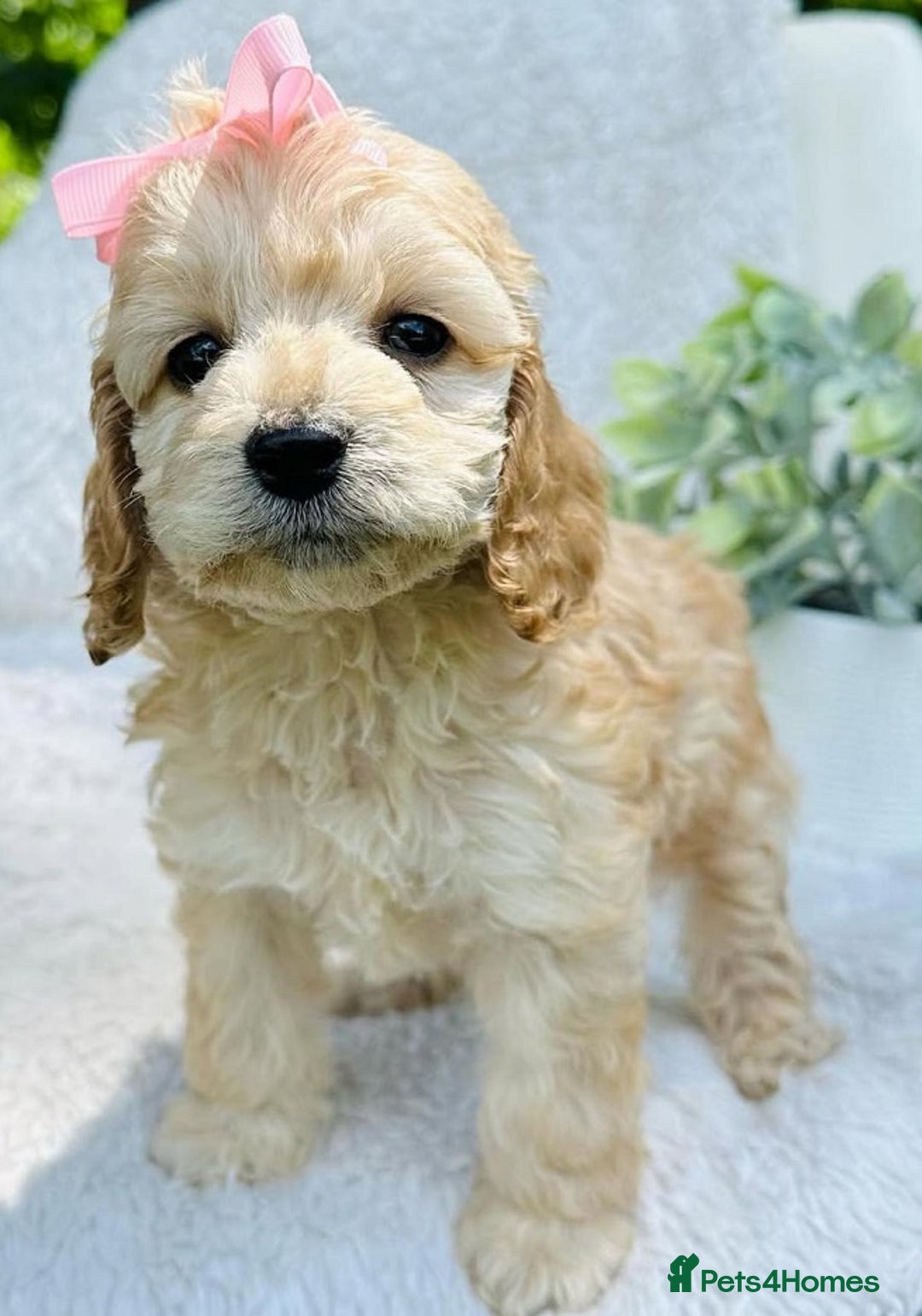 Cockapoo dogs for sale: Beautiful Mini Cockapoo Puppies - Image 7