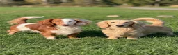 Miniature Dachshund dogs for sale: Beautiful long hairs mini dachunds  - Advert 16