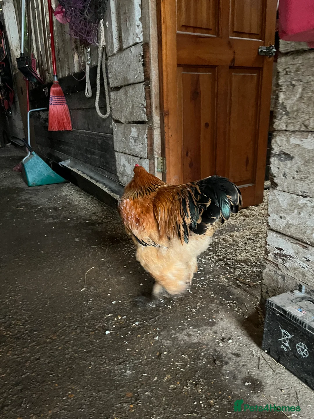 Chickens poultry for sale: Barahma Colombia cockerels  - Advert 2