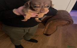 Mixed Breed dogs for sale: Jackshunds for sale  - Image 2