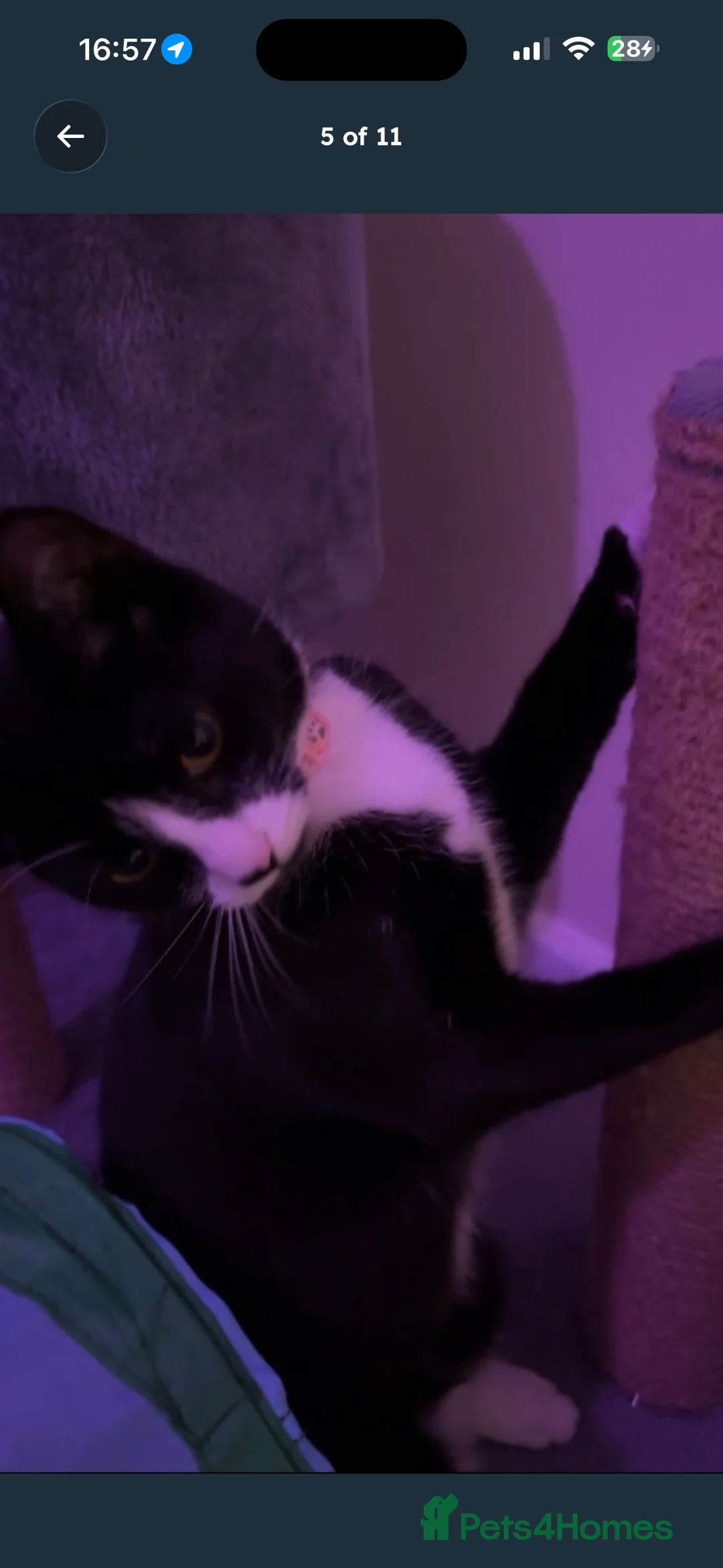 American Shorthair cats for sale: Black and white cat  in Harleston - Advert 5