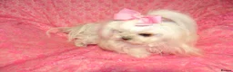 Maltese dogs for sale: Babydoll KC Registered Korean Maltese Adult Girl in Bishop Auckland - Advert 22