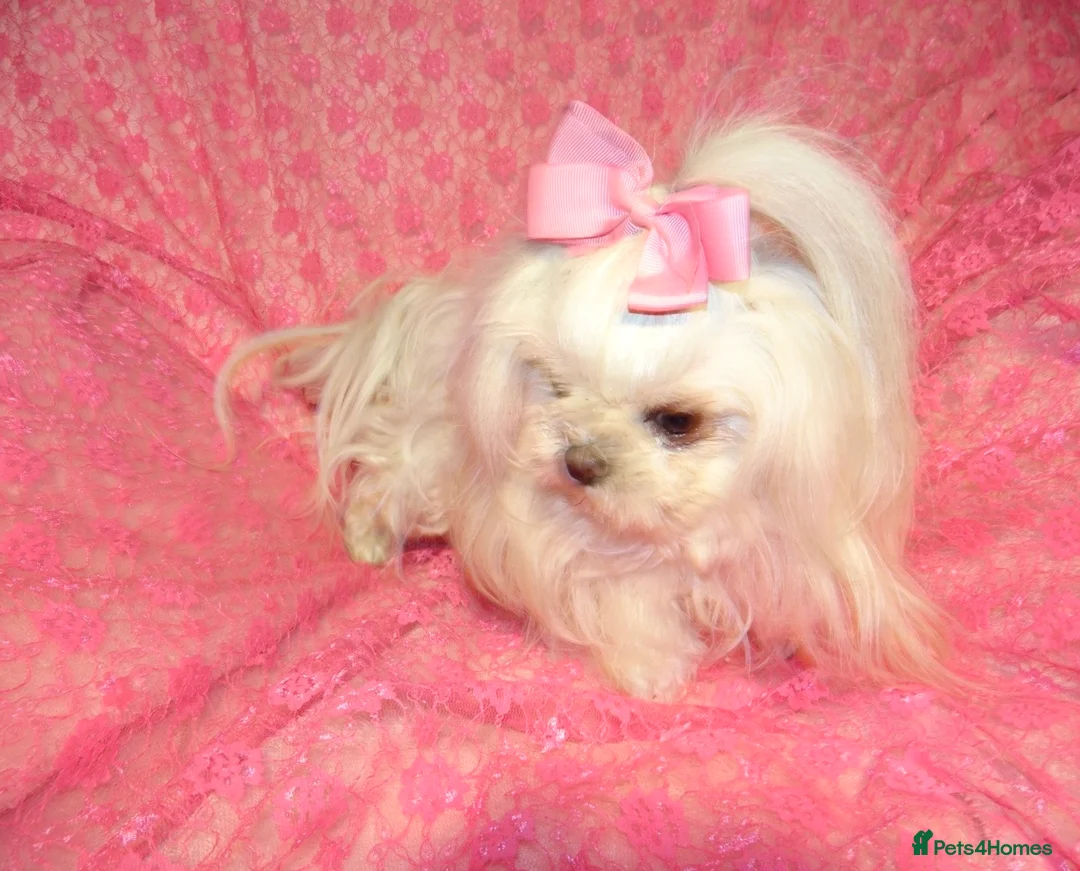 Maltese dogs for sale: Babydoll KC Registered Korean Maltese Adult Girl in Bishop Auckland - Advert 22