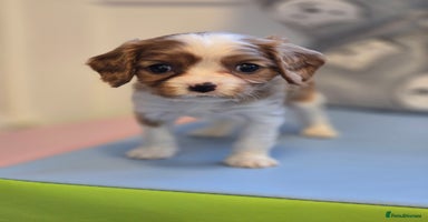 Cavalier King Charles Spaniel dogs - Advert 10