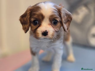 Cavalier King Charles Spaniel dogs - Advert 11