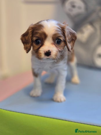 Cavalier King Charles Spaniel dogs - Advert 1