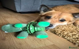 Mixed Breed dogs for adoption: 🐶💙 RYZHIK 💙🐶 - Image 15