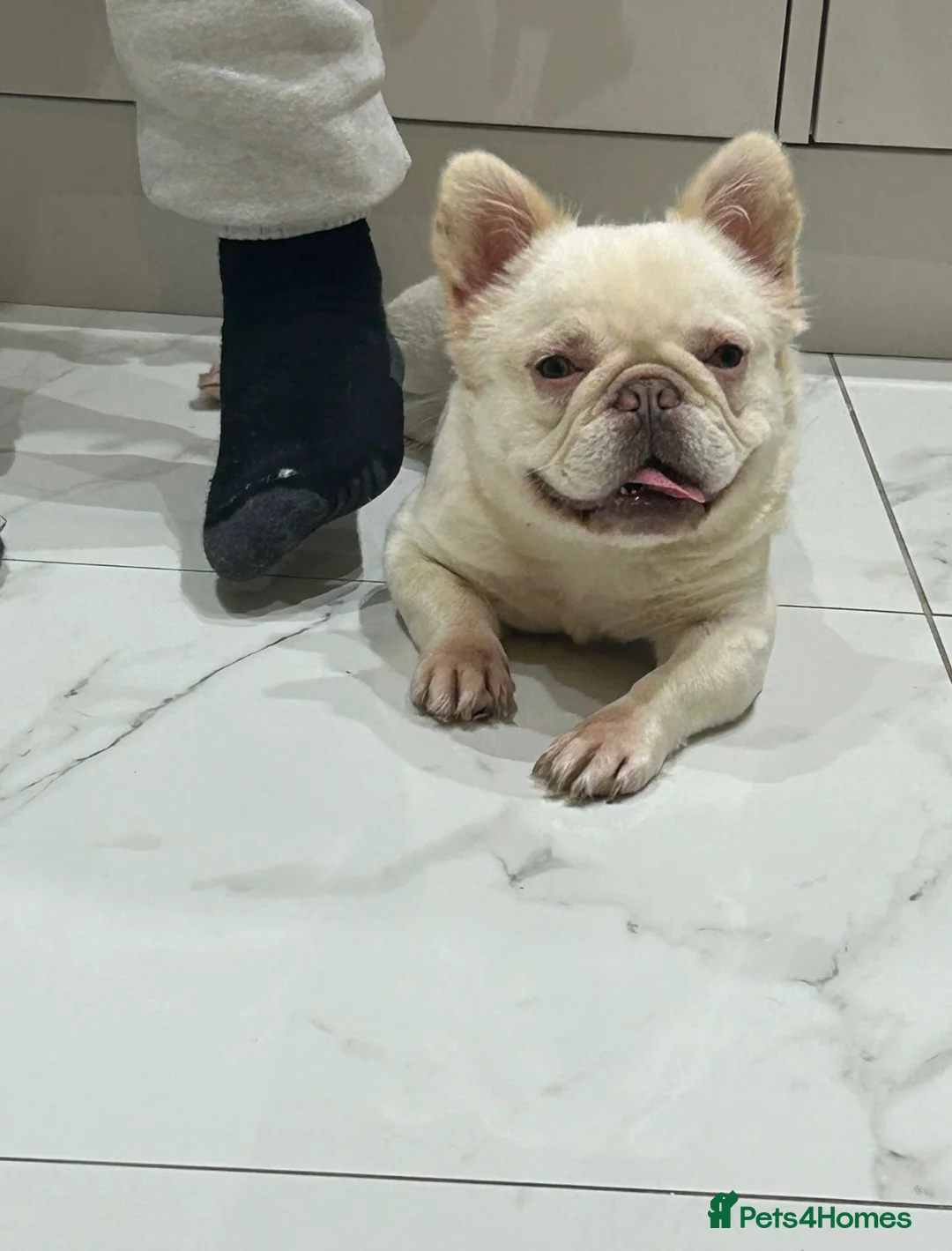 French Bulldog dogs for sale: Fluffy Female French bulldog  - Advert 1
