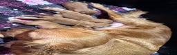 Golden Retriever dogs for sale: BEAUTIFUL GOLDEN RETRIEVERS-PARENTS HEALTH TESTED - Advert 2