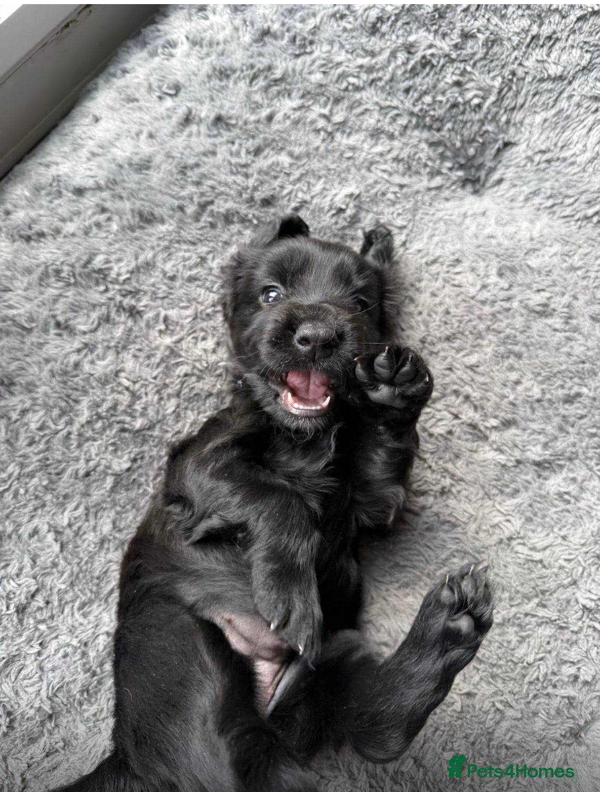 Cocker Spaniel dogs Beautiful Female Cocker Spaniel 7 week old  Puppy - Advert 1