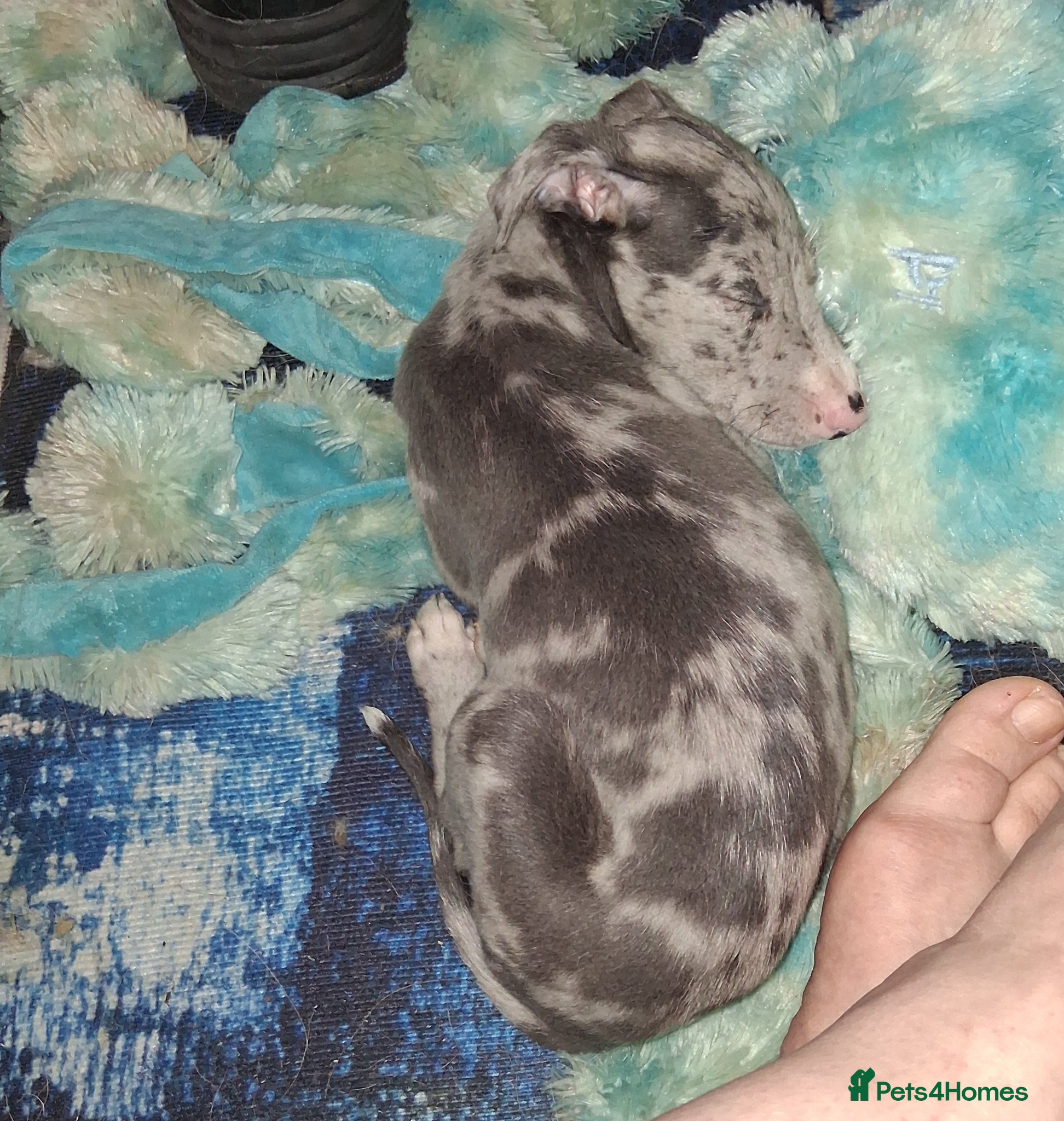 Italian Greyhound dogs Italian greyhound / whippet  - Advert 1