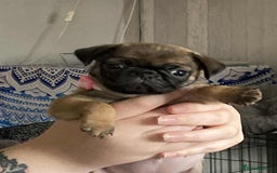 Pug dogs for sale: Pug puppies *READY NOW!!* - Image 24