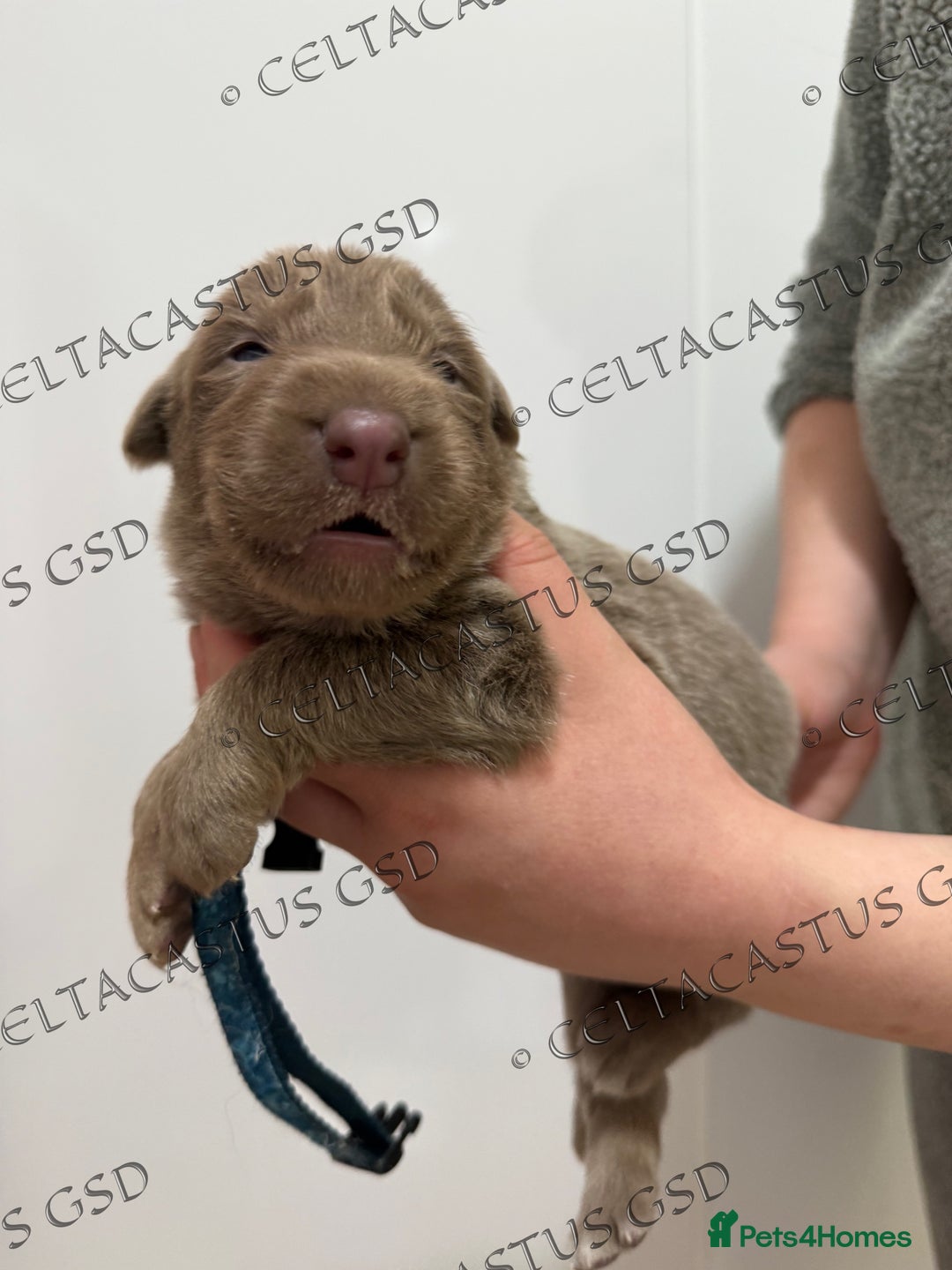 German Shepherd dogs for sale: Kcreg Isabella German shepherd pups  - Image 4
