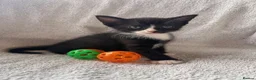 Mixed Breed cats for sale: 9 Adorable Kittens Ready to leave for loving home - Advert 10